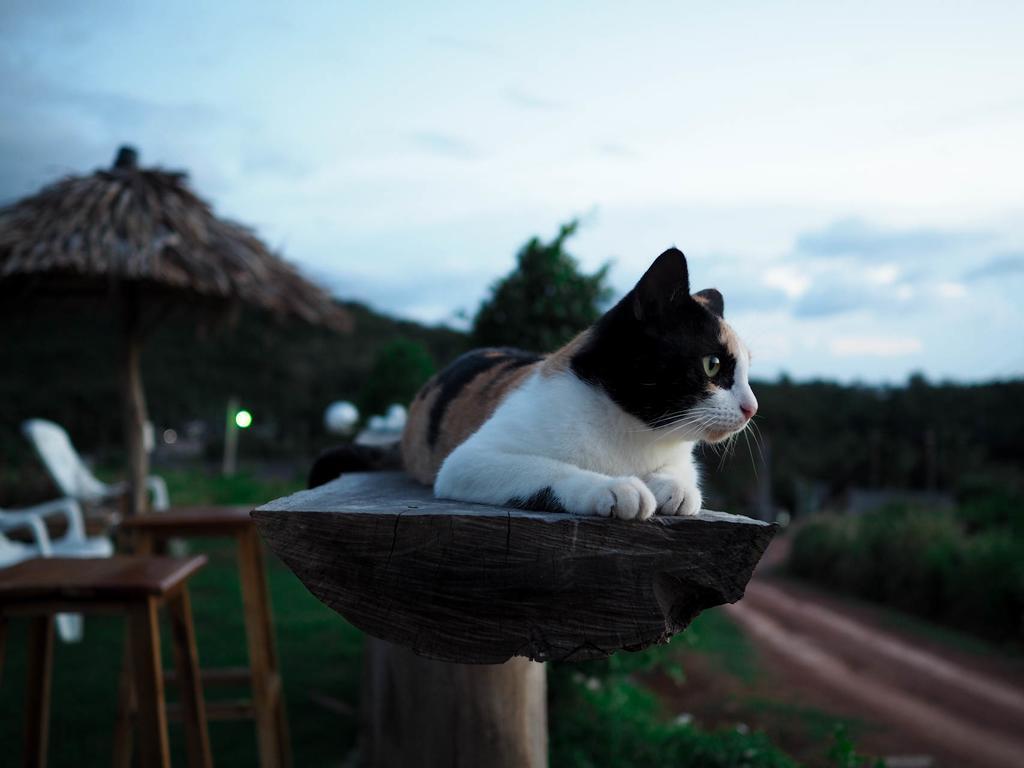 Cat Bungalow Koh Lanta Exterior photo